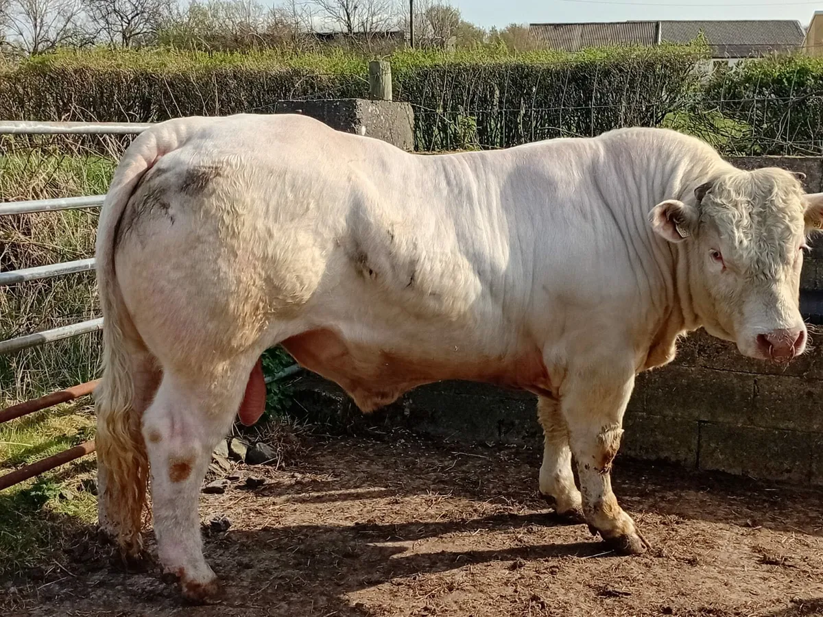 Charlolais bulls - Image 3