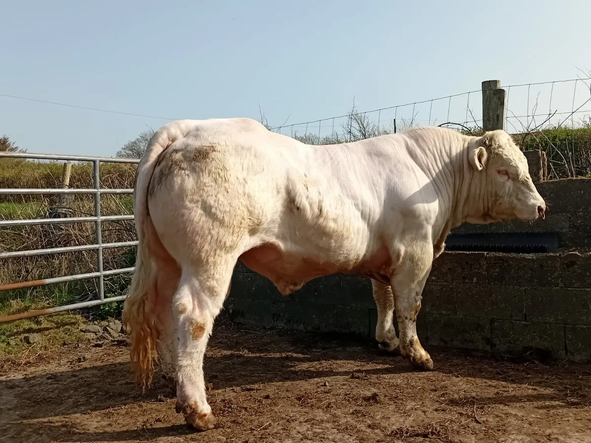 Charlolais bulls - Image 4