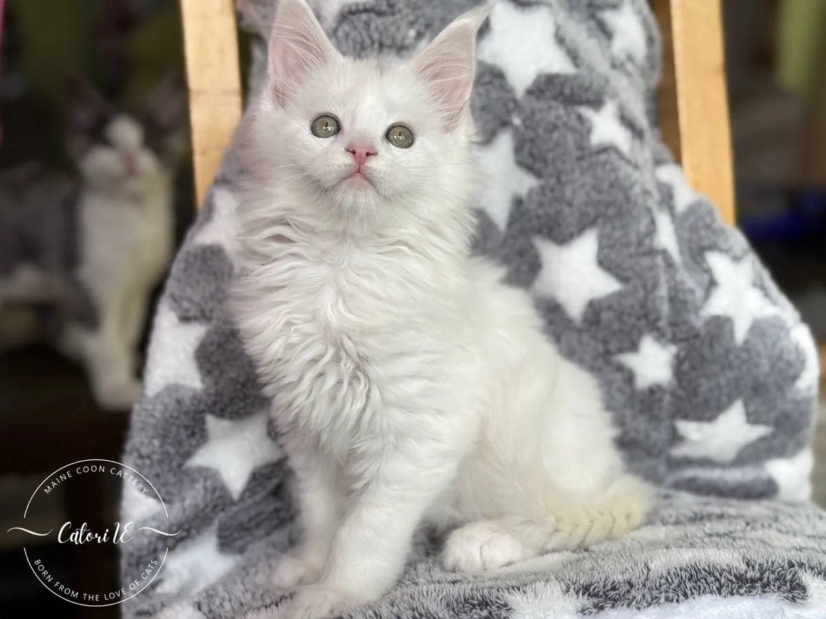 Maine Coon kittens GCCFI registered - Image 1