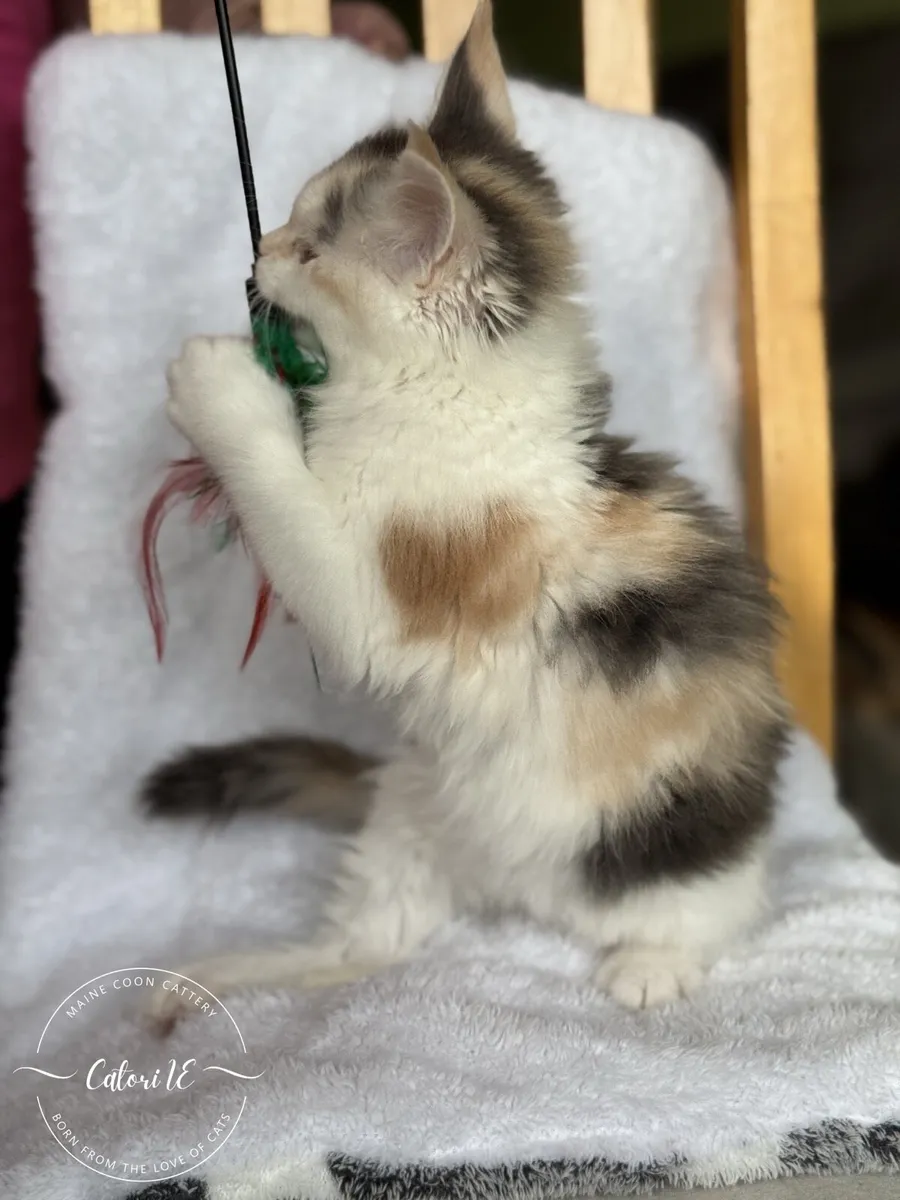 Maine Coon kittens GCCFI registered - Image 2
