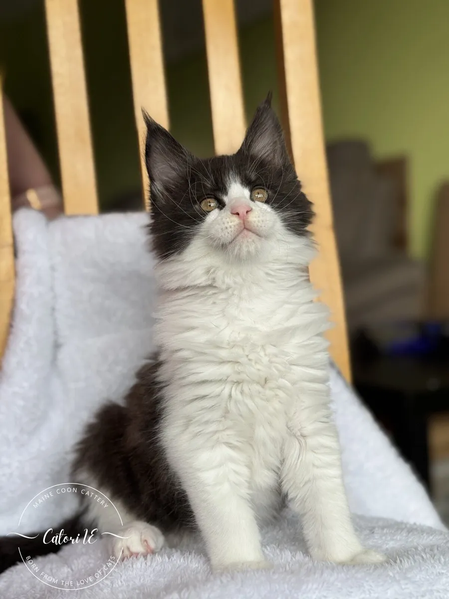 Maine Coon kittens GCCFI registered - Image 3