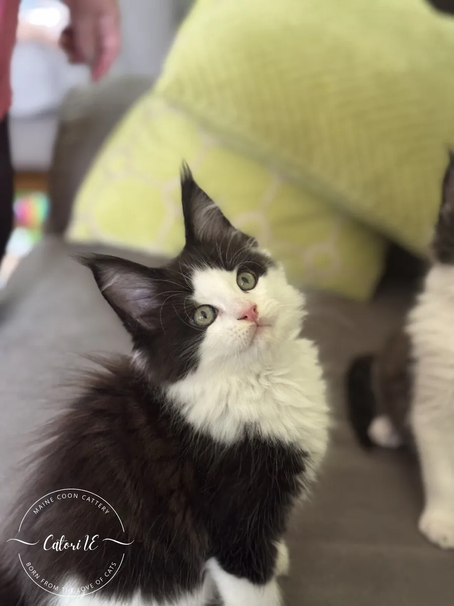 Maine Coon kittens GCCFI registered - Image 4