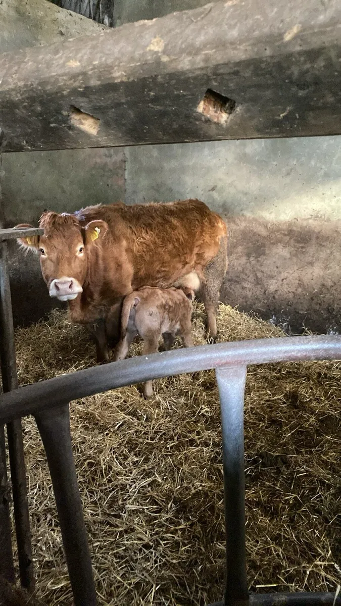 5 ⭐️⭐️⭐️⭐️⭐️ Purebred Limousin bull - Image 4