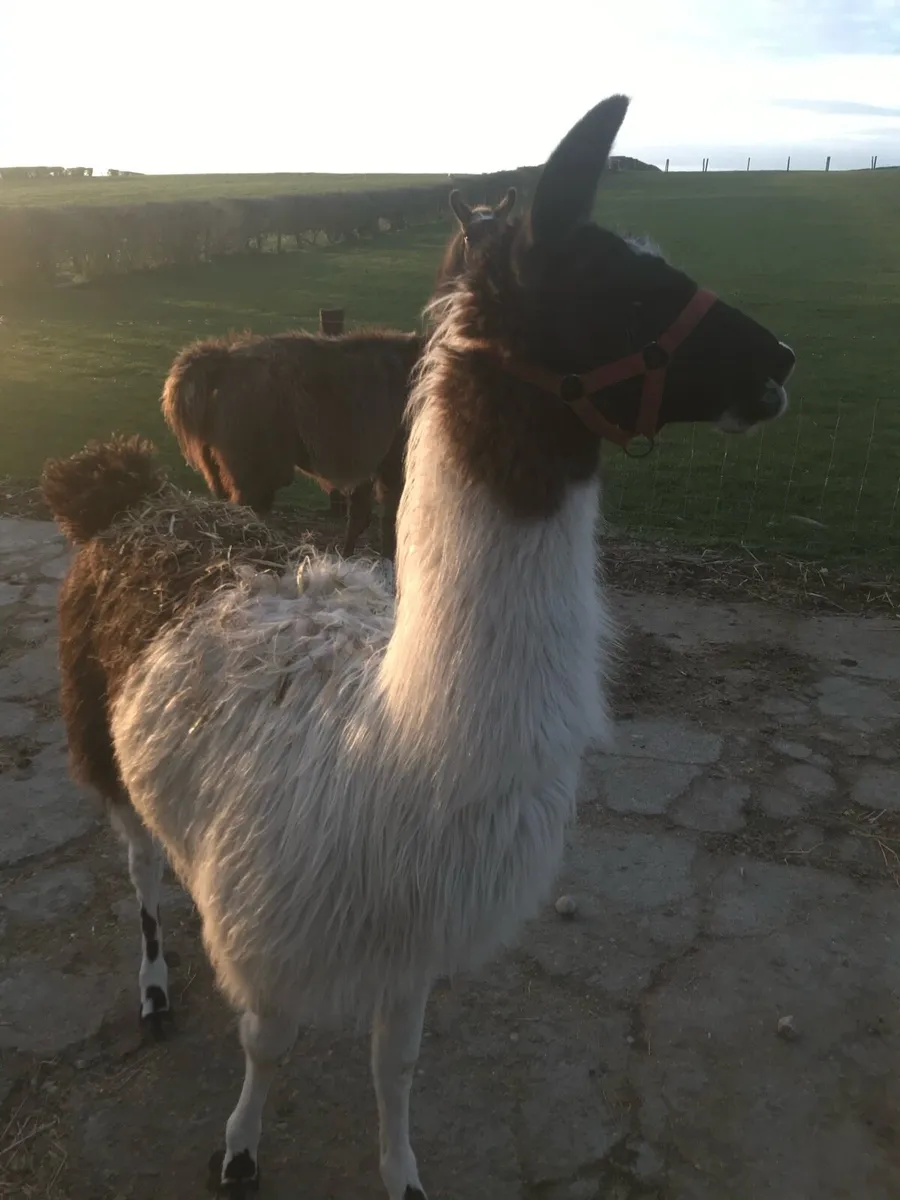 Lead trained pair of Llamas - Image 2