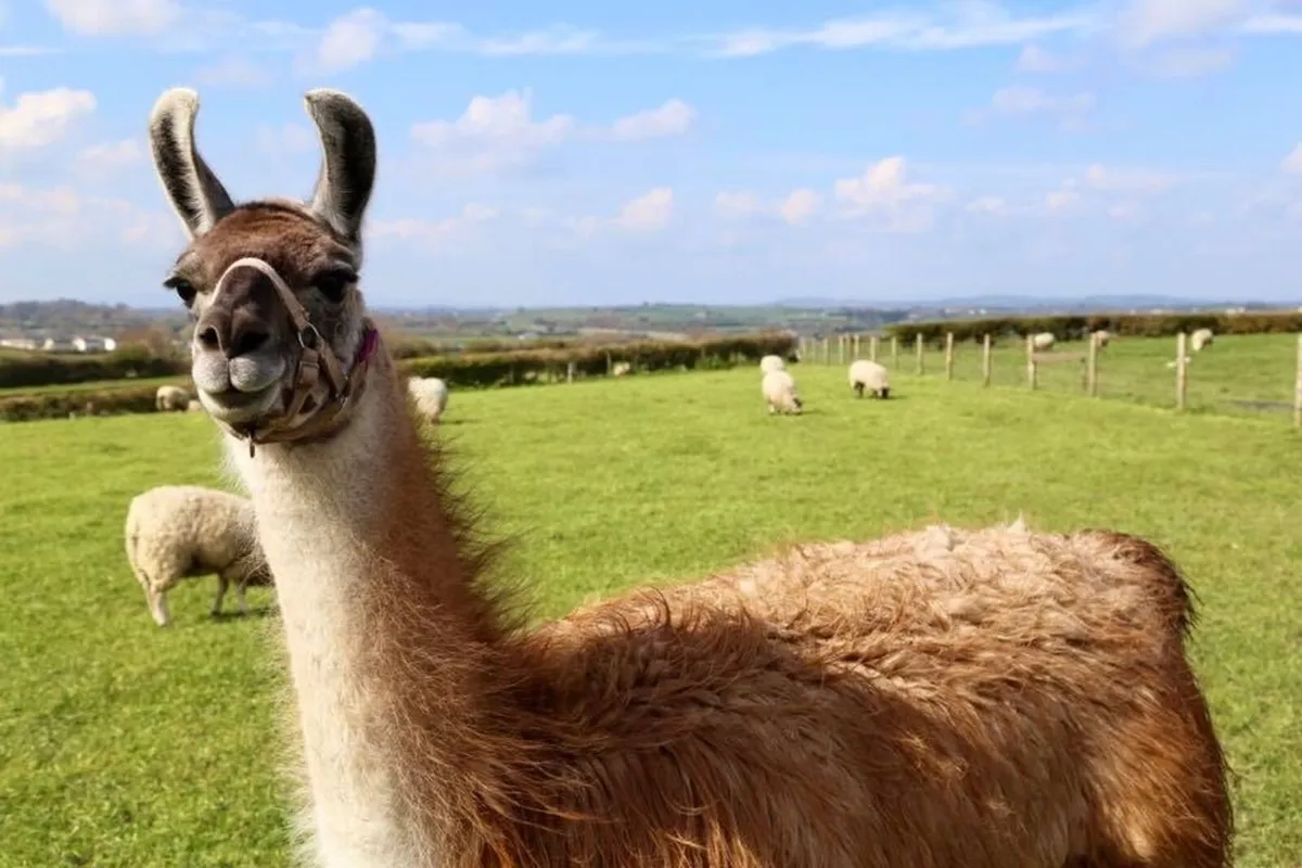 Lead trained pair of Llamas - Image 3