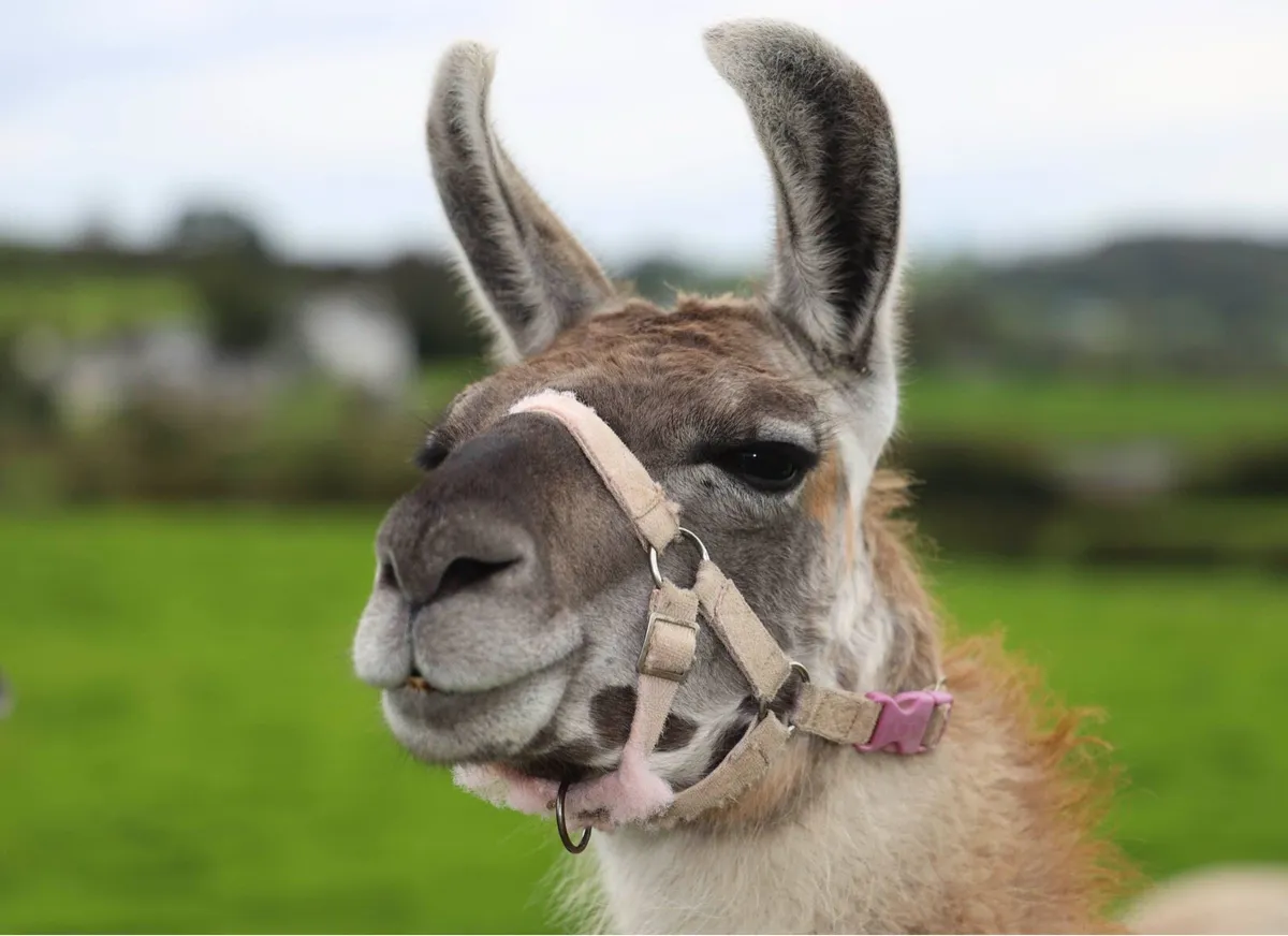Lead trained pair of Llamas - Image 1