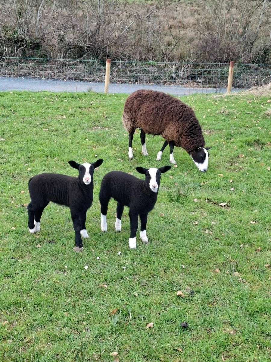 Zwartble PBR Sheep Selection - Image 2