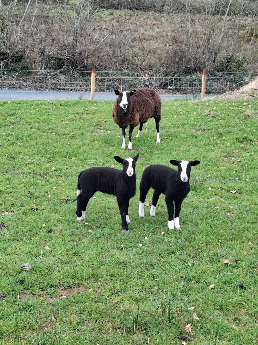 Zwartble PBR Sheep Selection - Image 3