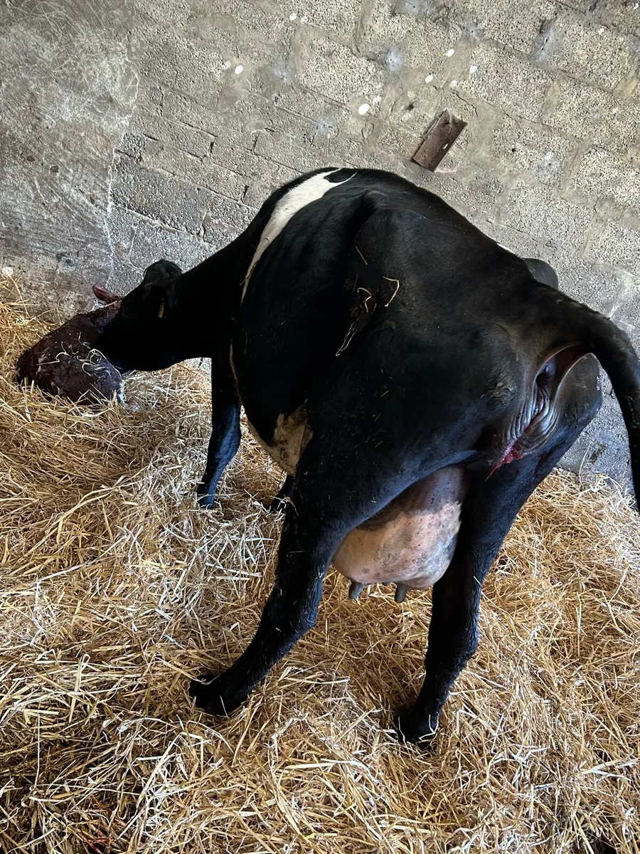 Fresh calved Fresian cow - Image 2