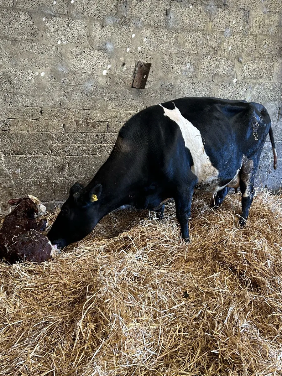 Fresh calved Fresian cow - Image 3
