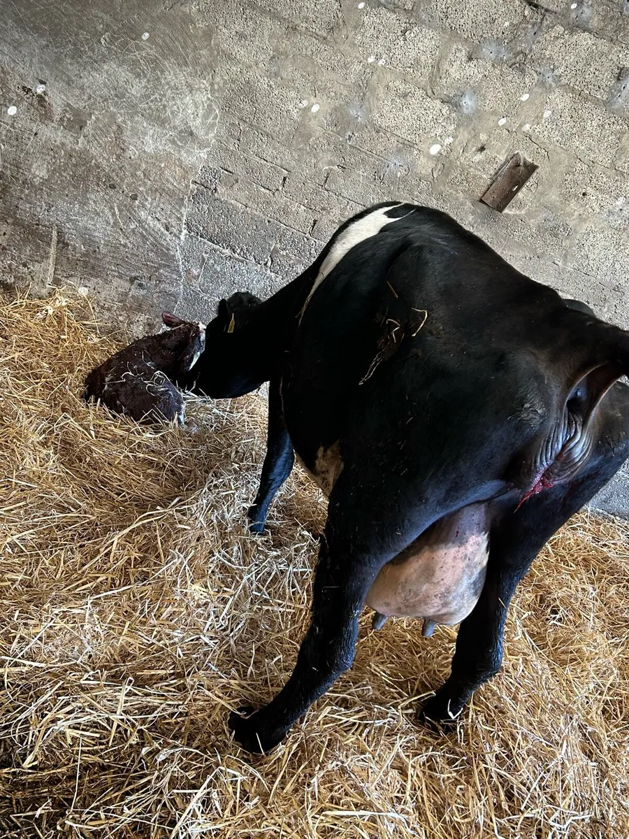 Fresh calved Fresian cow - Image 4