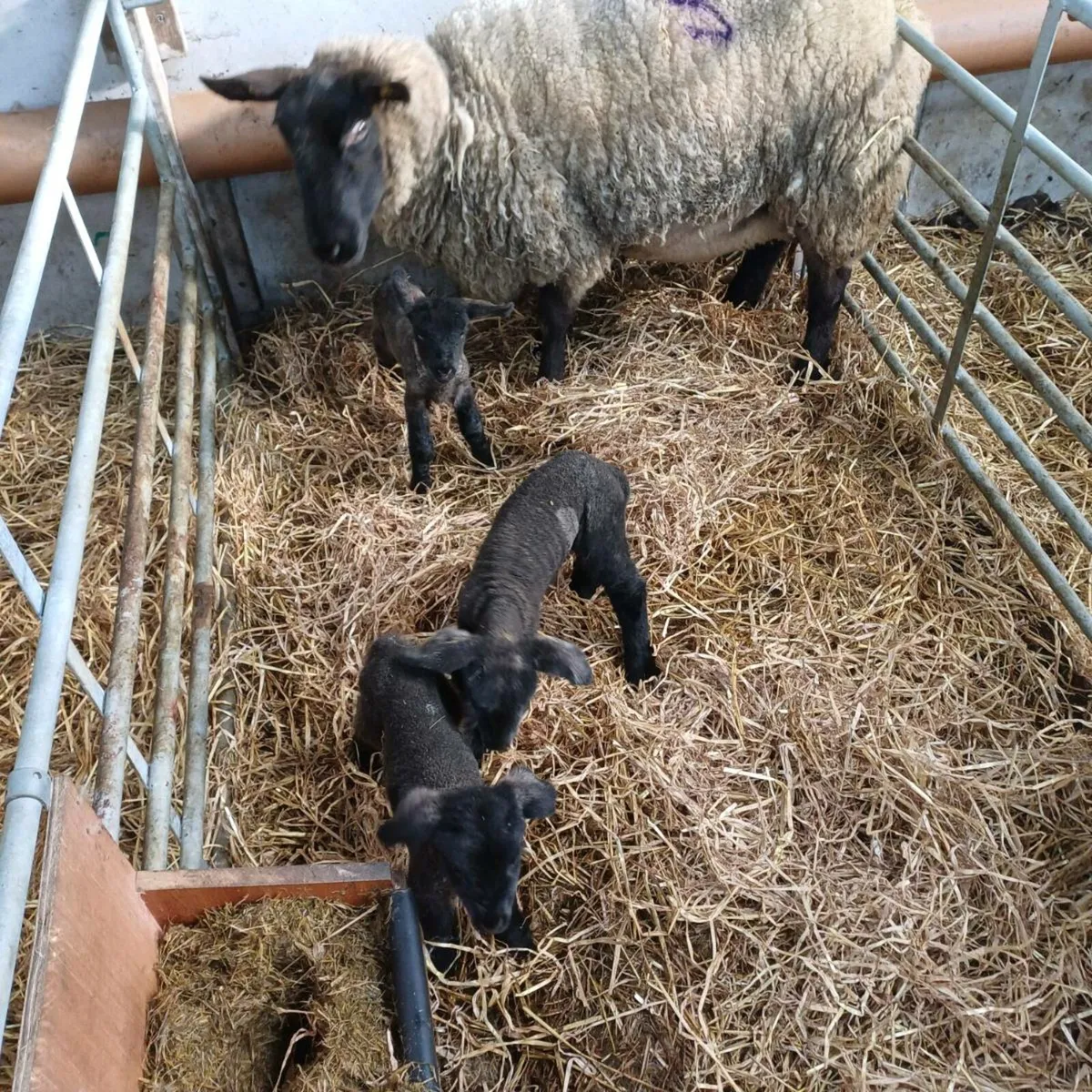 Foster/pet lambs - Image 2