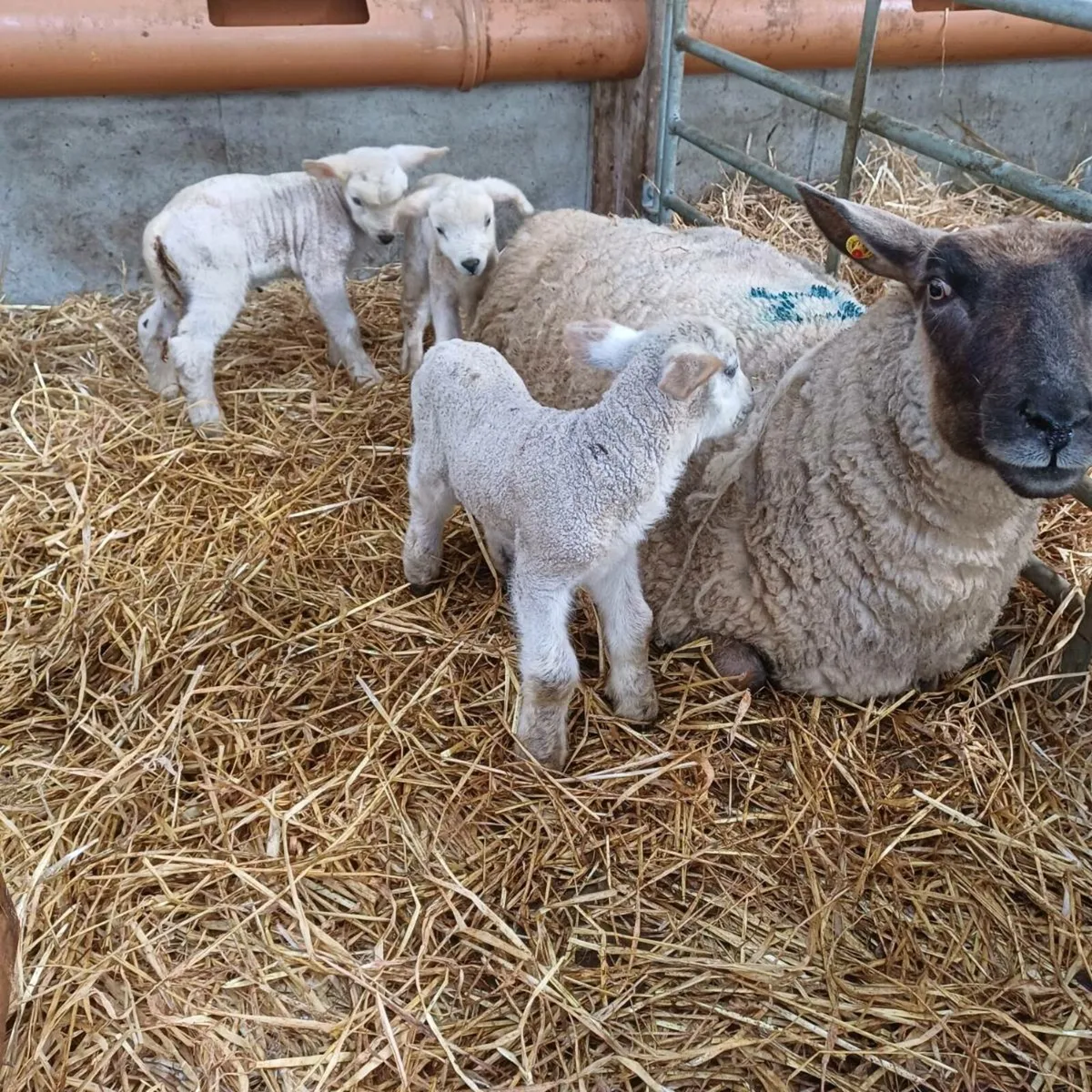 Foster/pet lambs - Image 1