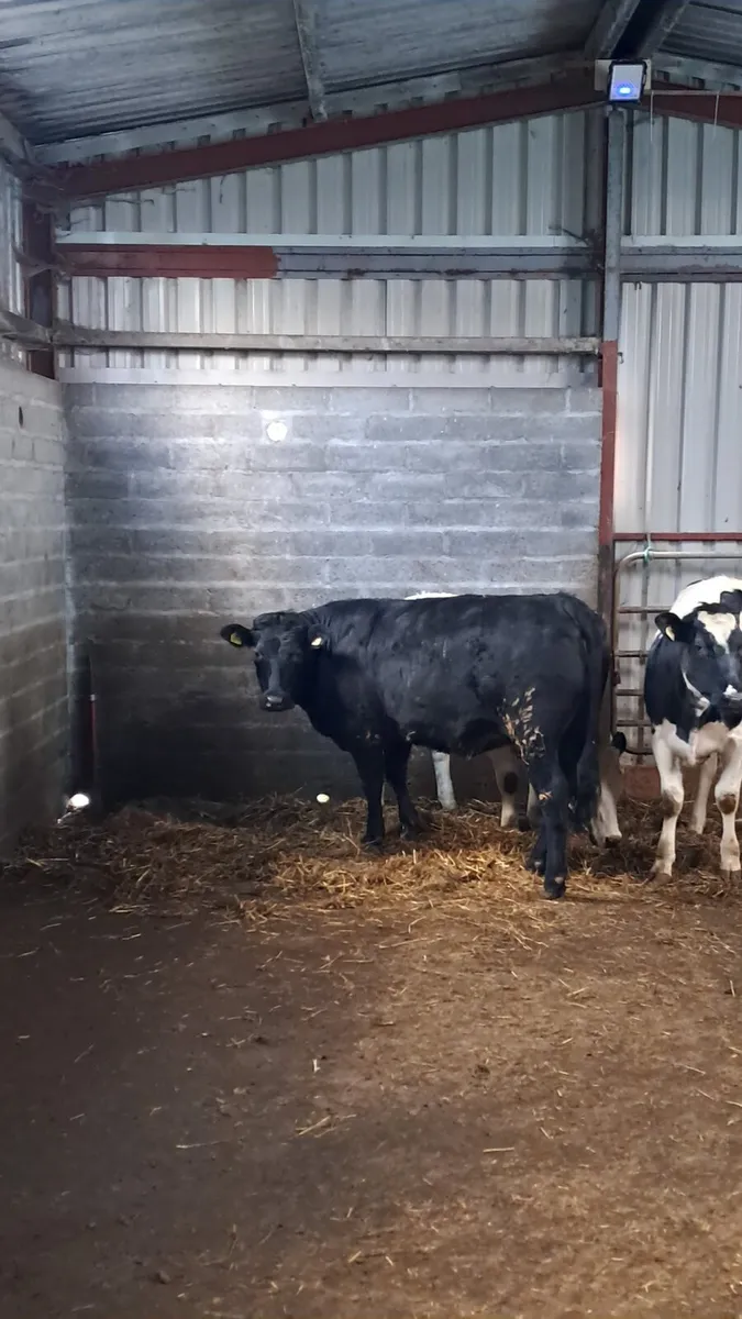 4 Super heifers for GVM mart tullamore 14th april - Image 3