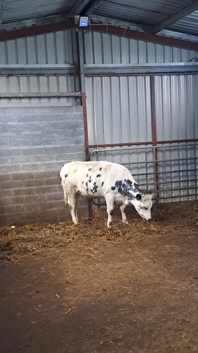 4 Super heifers for GVM mart tullamore 14th april - Image 4
