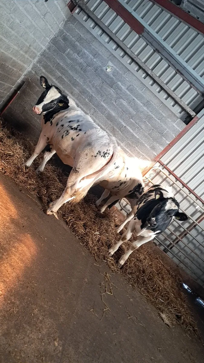 4 Super heifers for GVM mart tullamore 14th april - Image 2