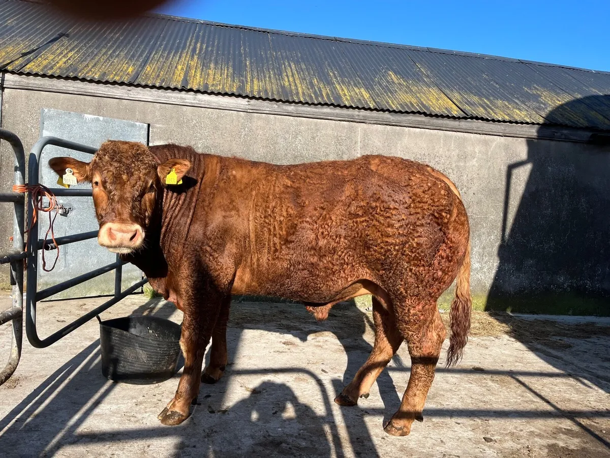 5 star Limousin Bull - Image 1