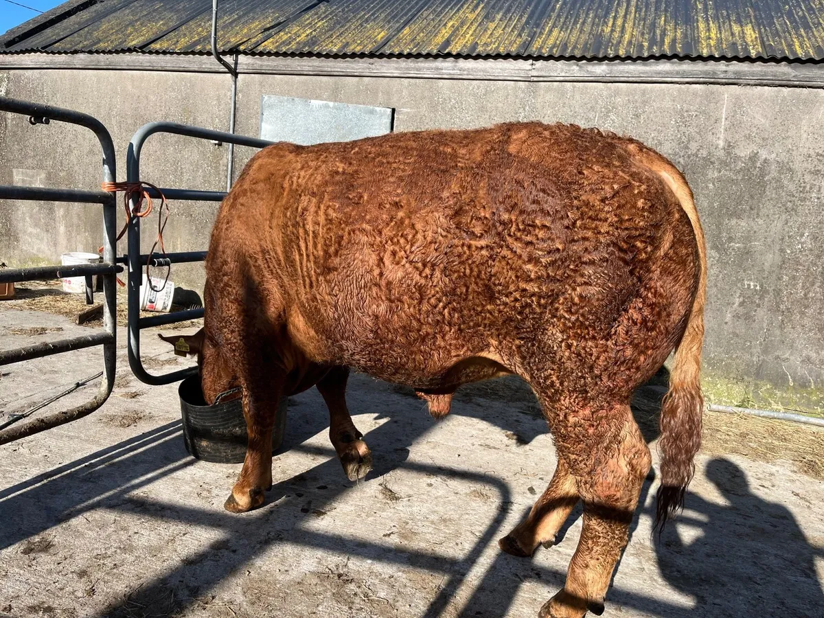 5 star Limousin Bull - Image 2