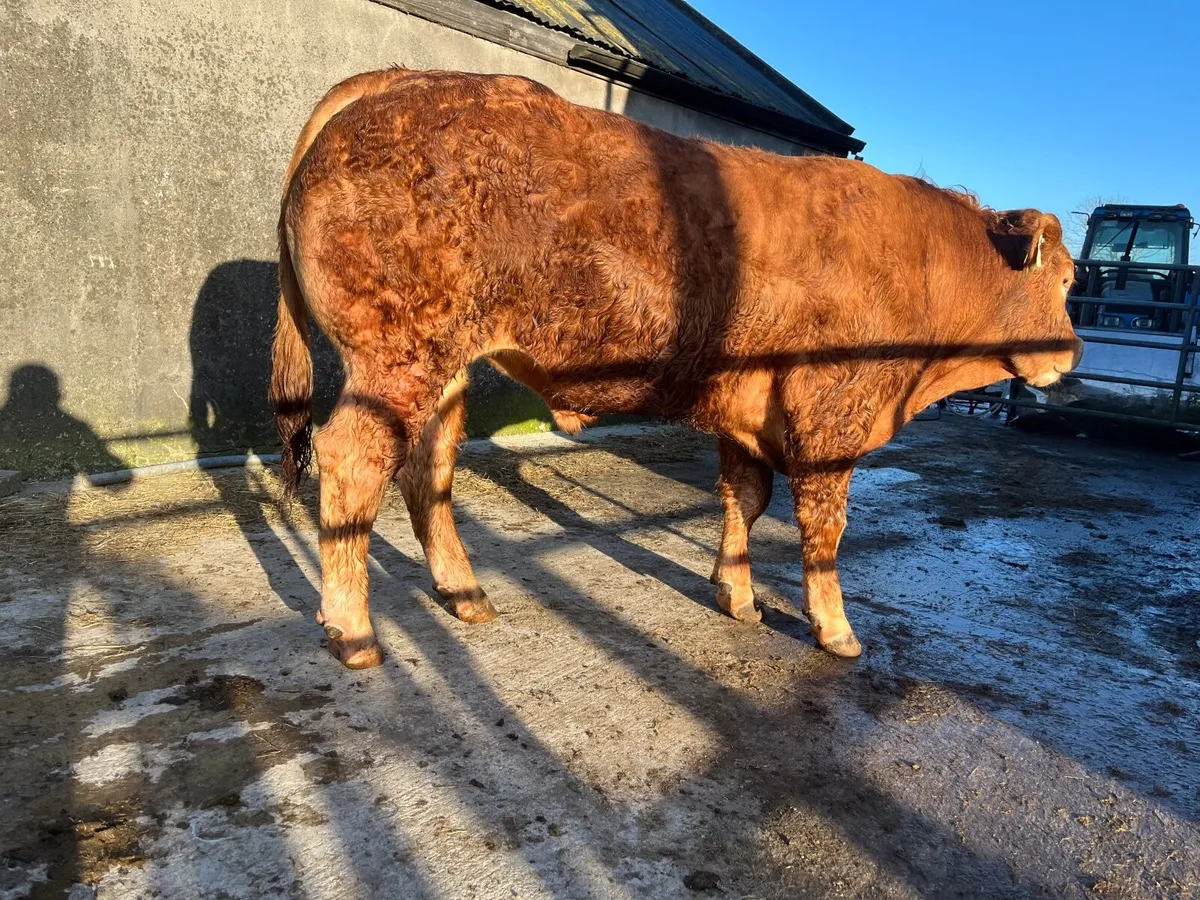 5 star Limousin Bull - Image 4