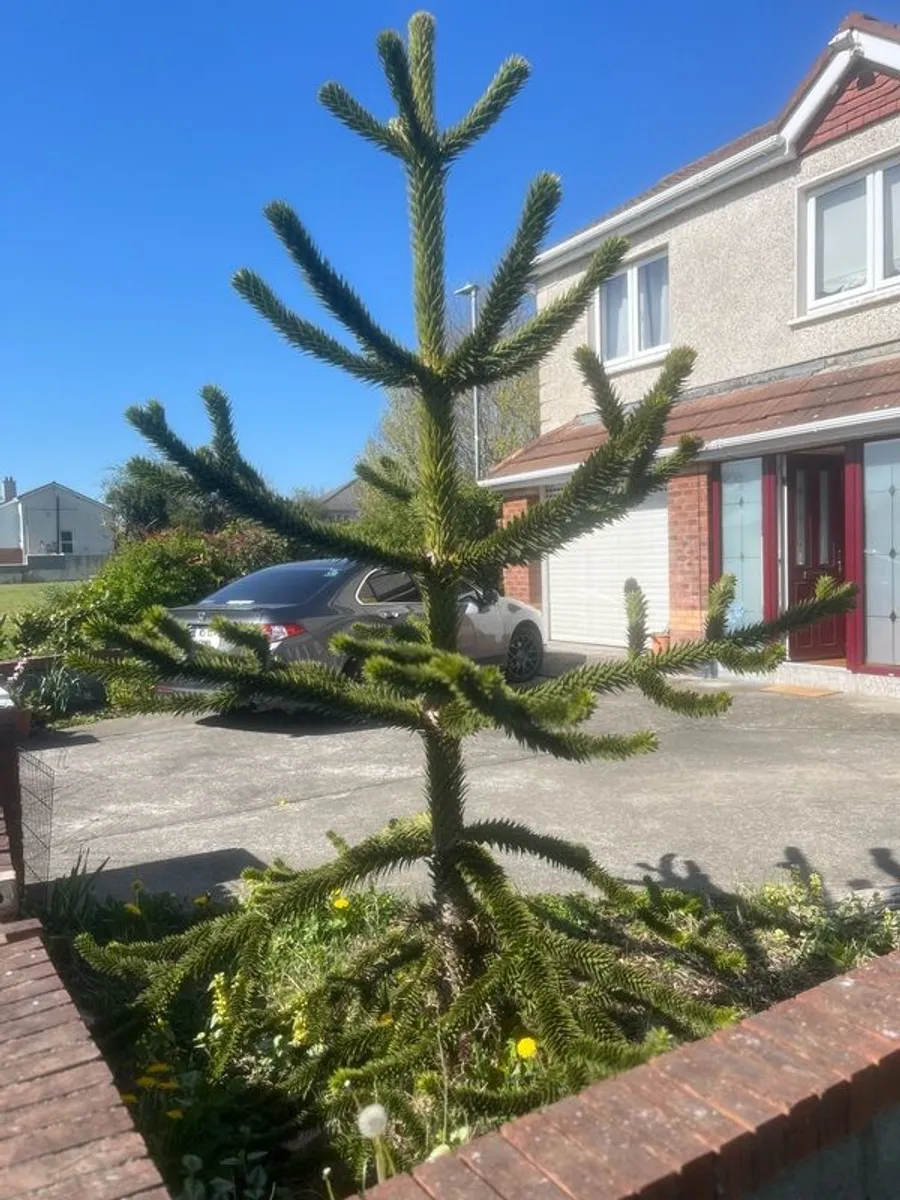 Monkey Puzzle Tree - Image 1