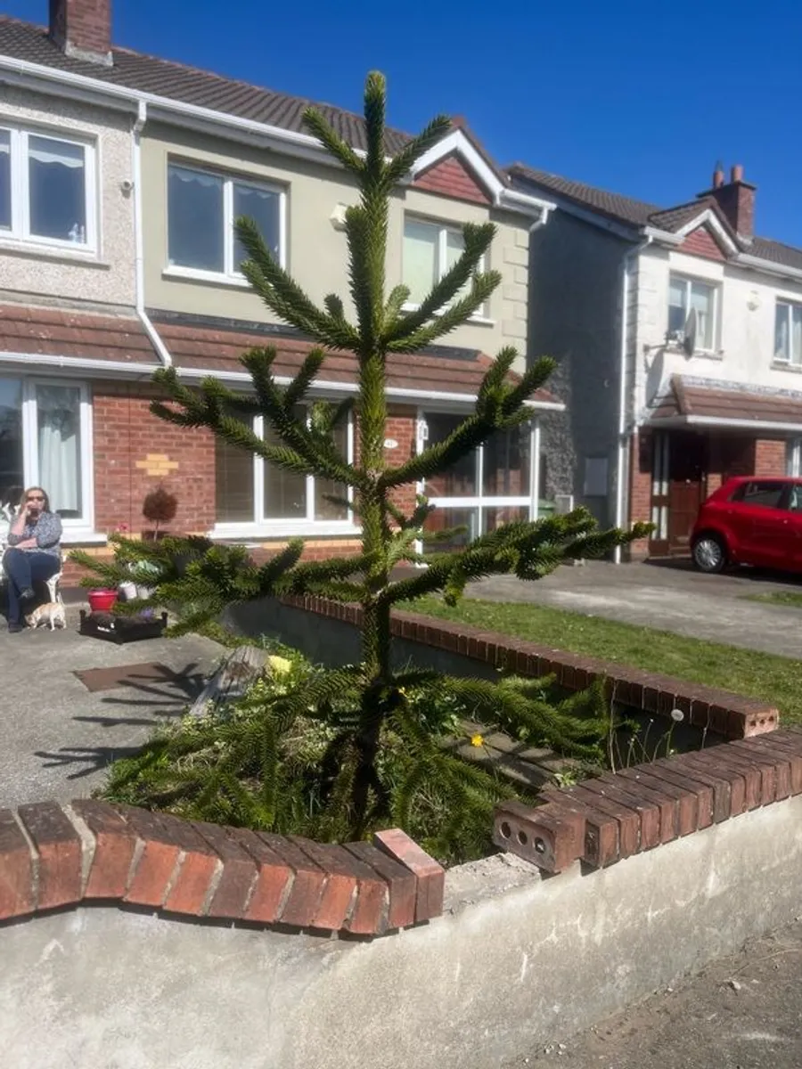 Monkey Puzzle Tree - Image 2