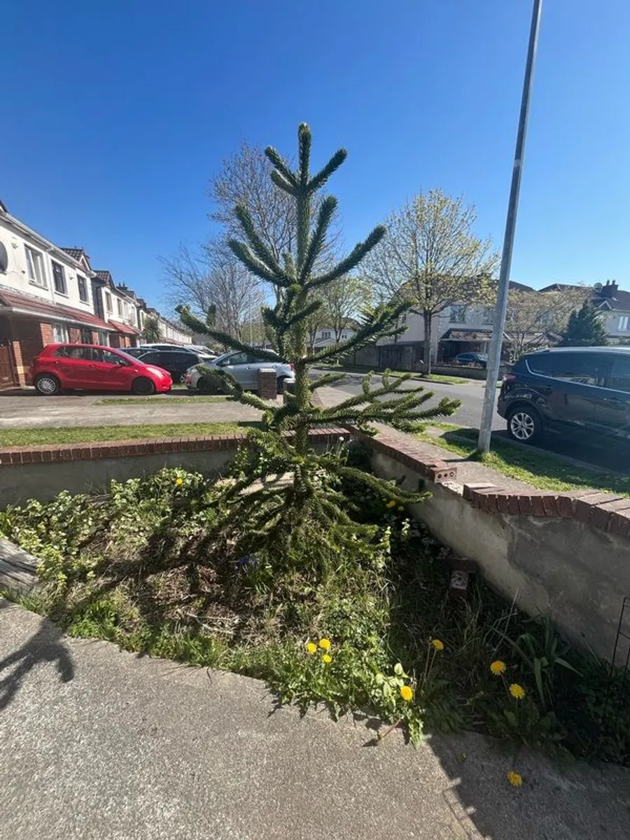Monkey Puzzle Tree - Image 3