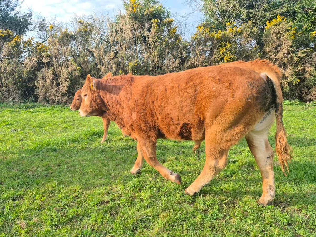 Bull - Image 3