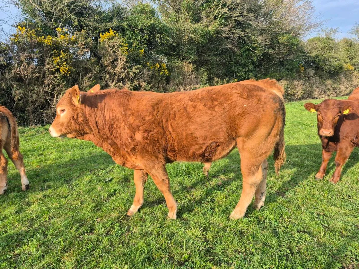 Bull - Image 1
