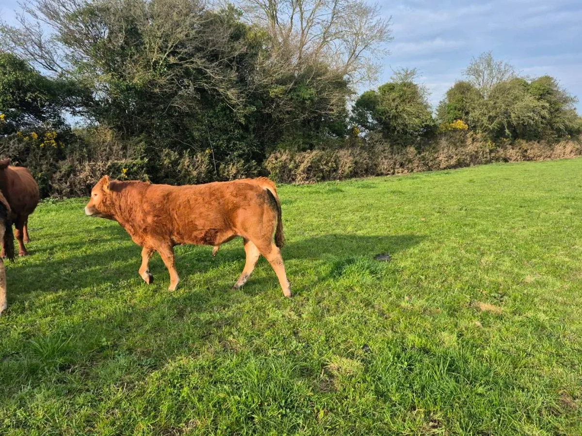 Bull - Image 4