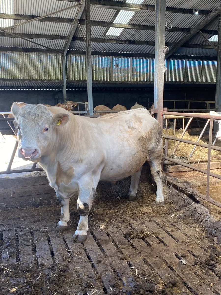 Pedigree Charolais bull - Image 1