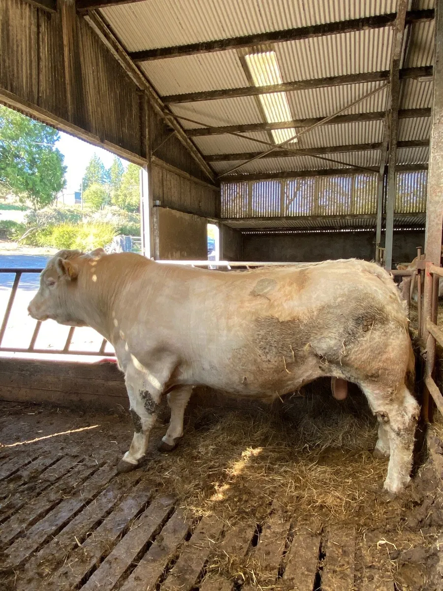 Pedigree Charolais bull - Image 2
