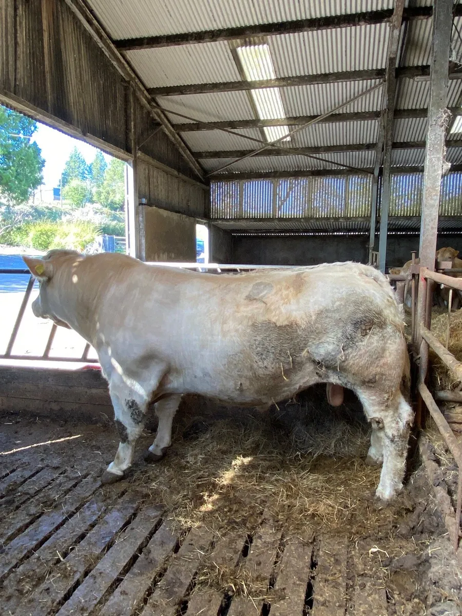 Pedigree Charolais bull - Image 3
