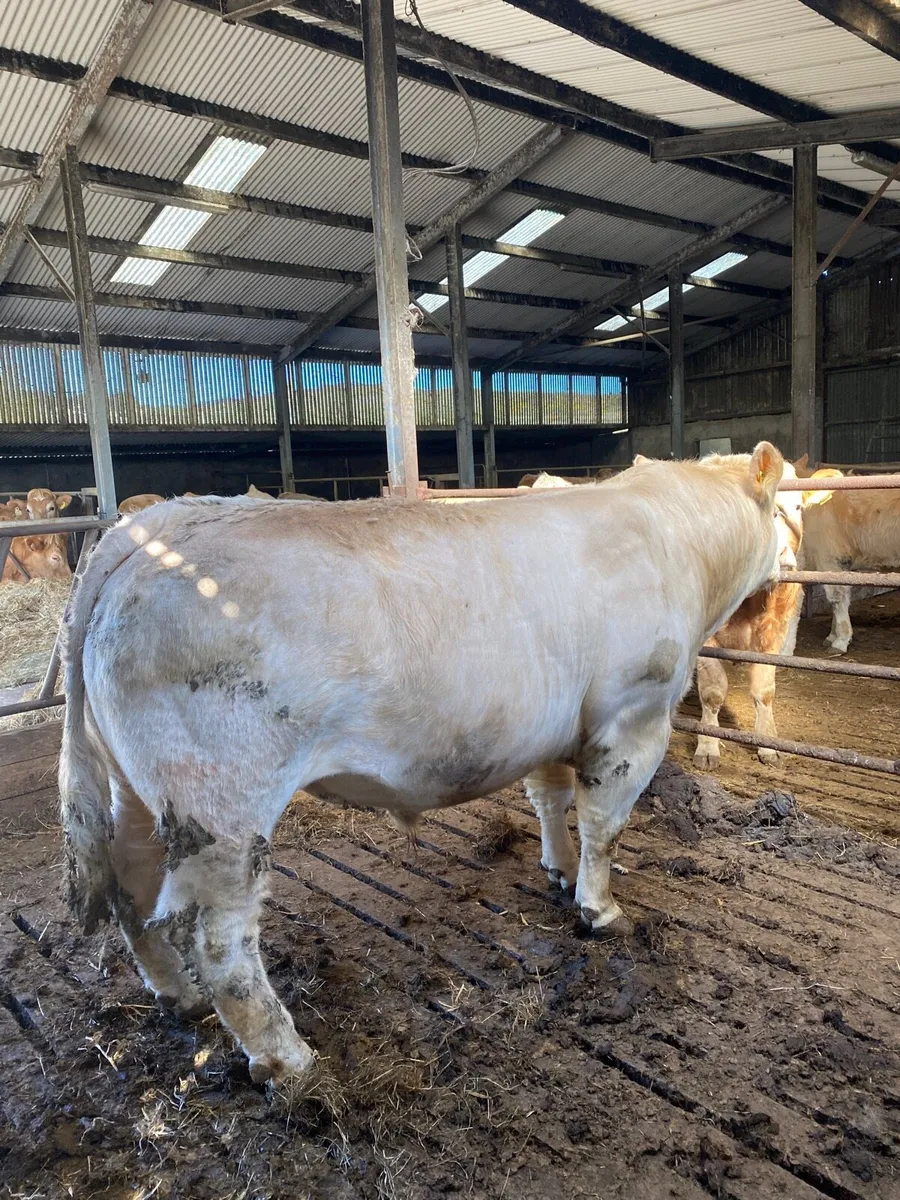 Pedigree Charolais bull - Image 4