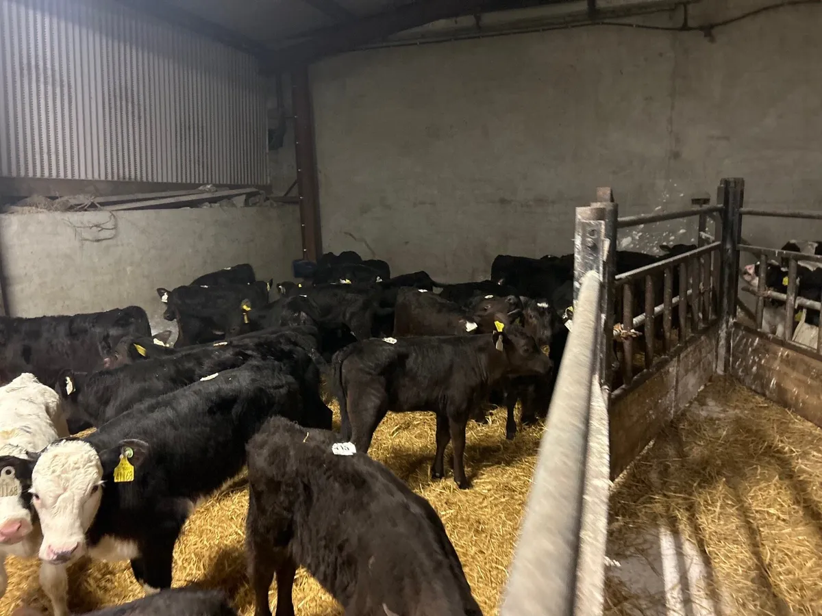 40 super  reared Angus heifers - Image 2