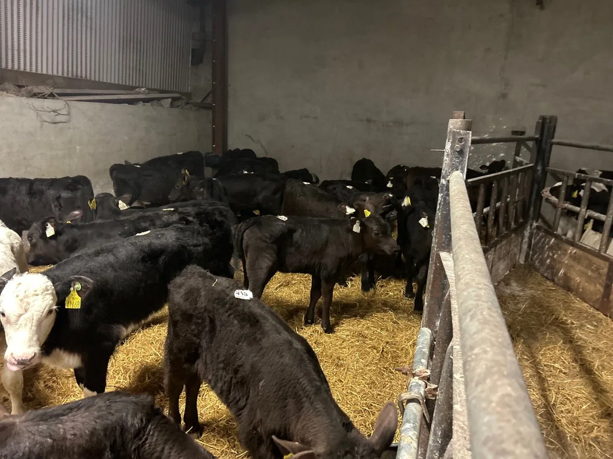 40 super  reared Angus heifers - Image 3