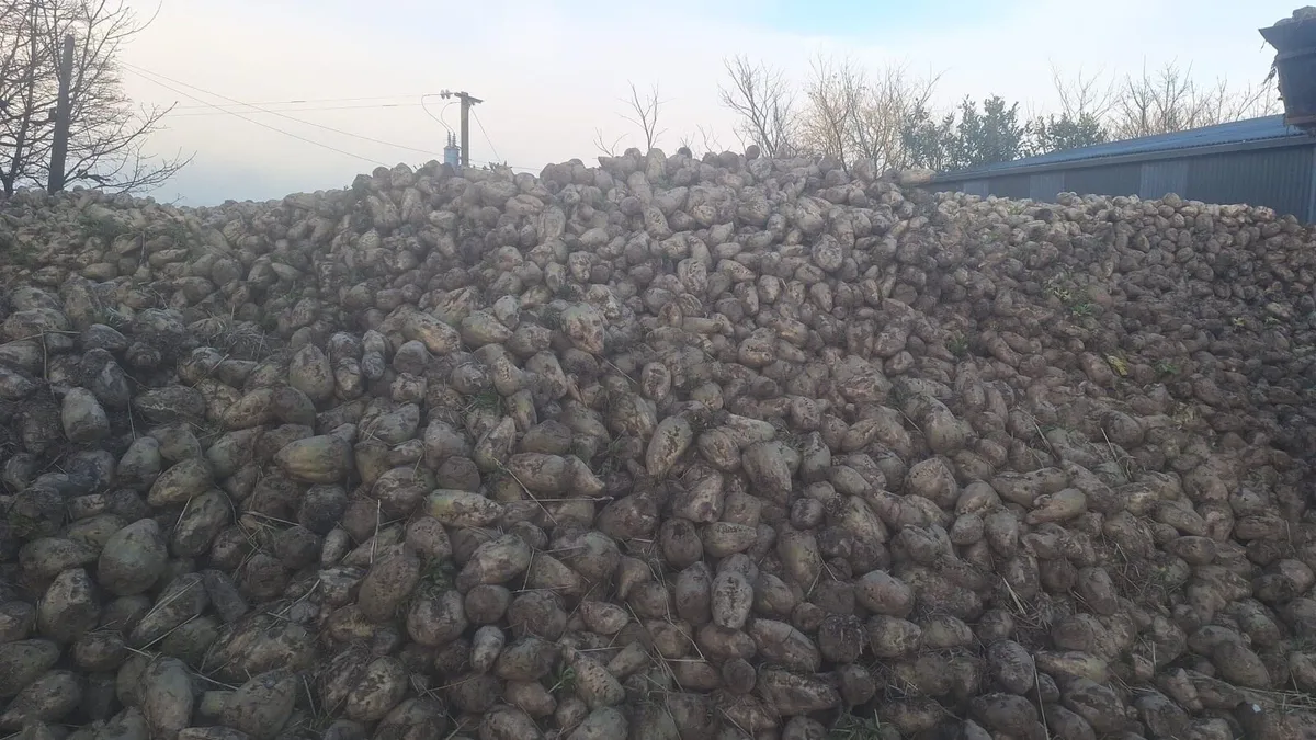 Sugar and fodder beet