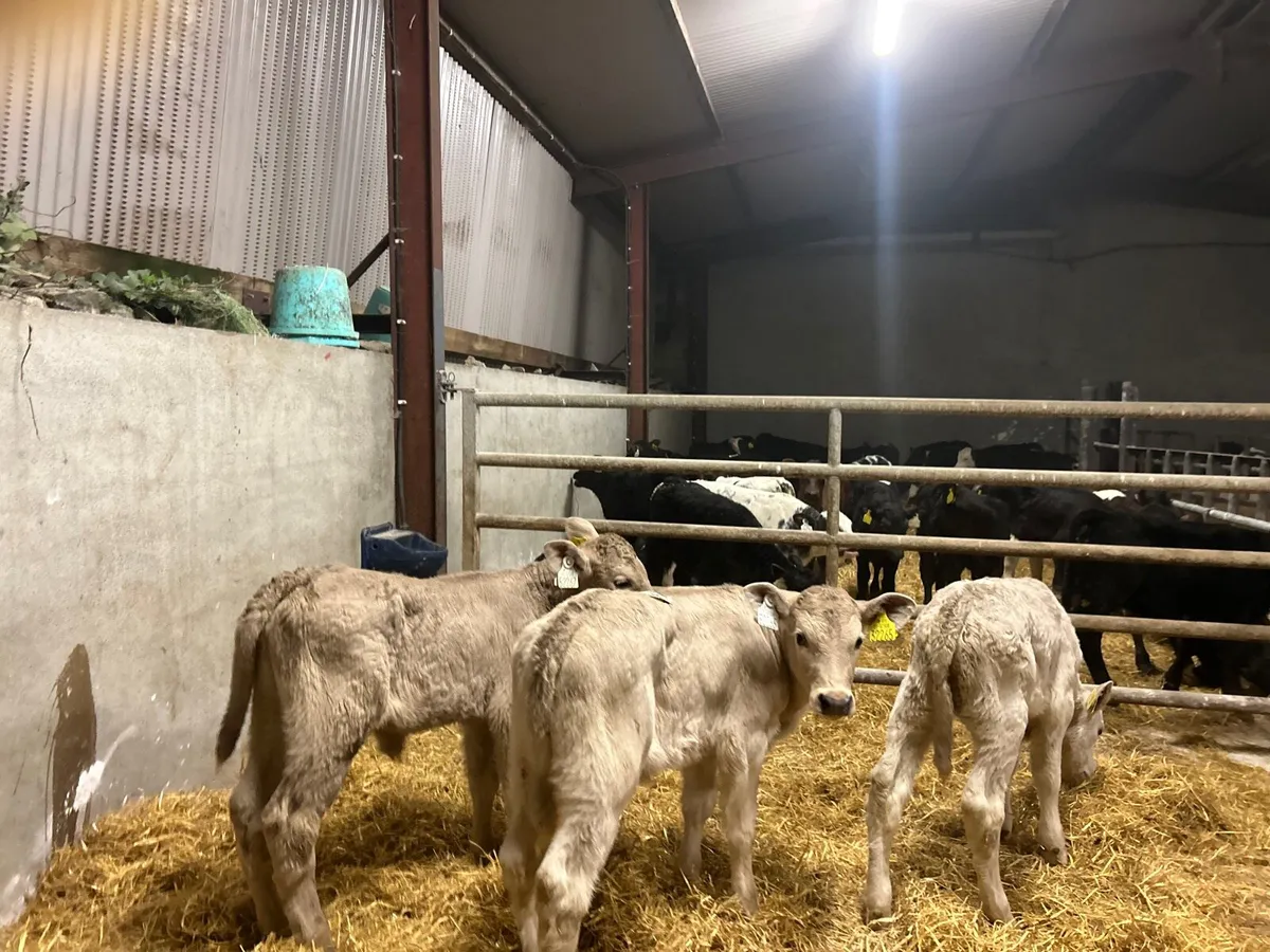 3 super strong charlaois heifer calf’s - Image 1