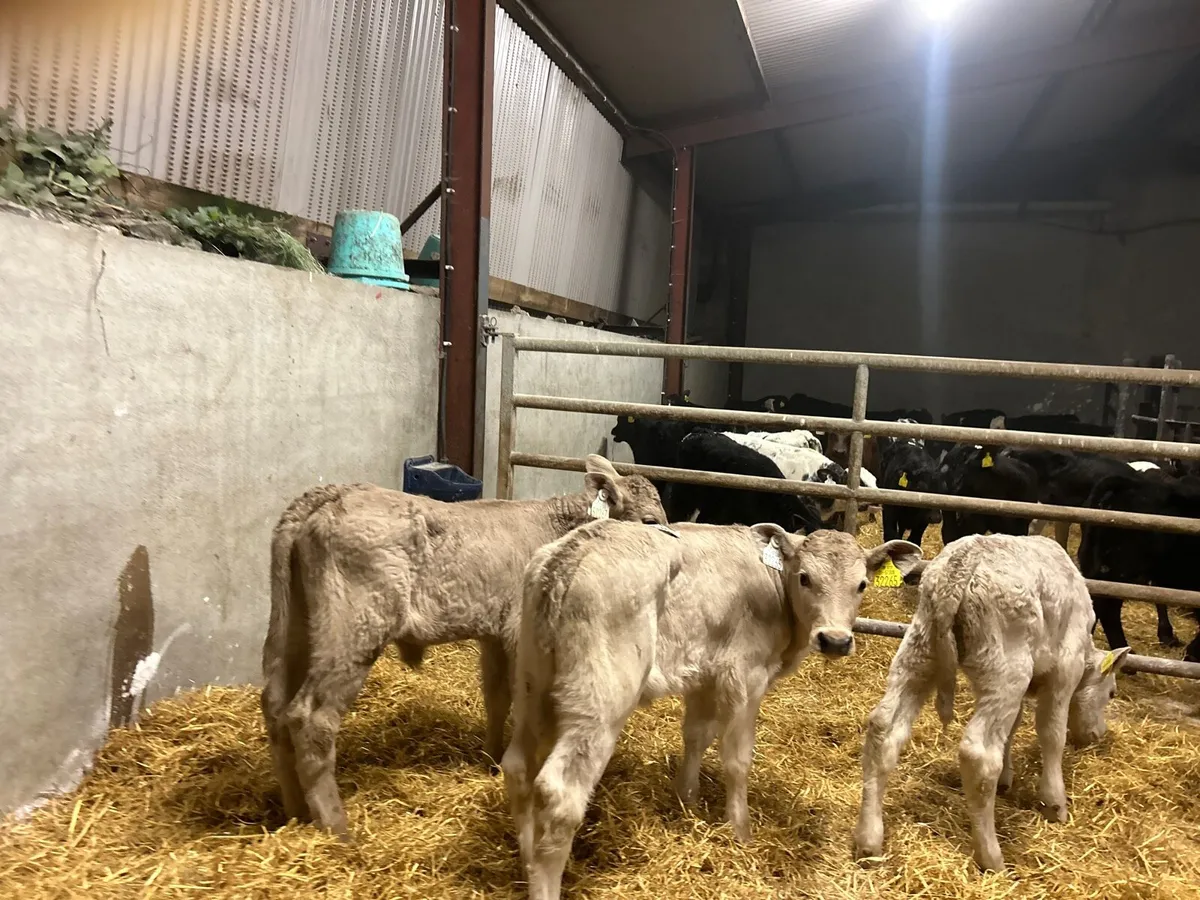 3 super strong charlaois heifer calf’s - Image 2