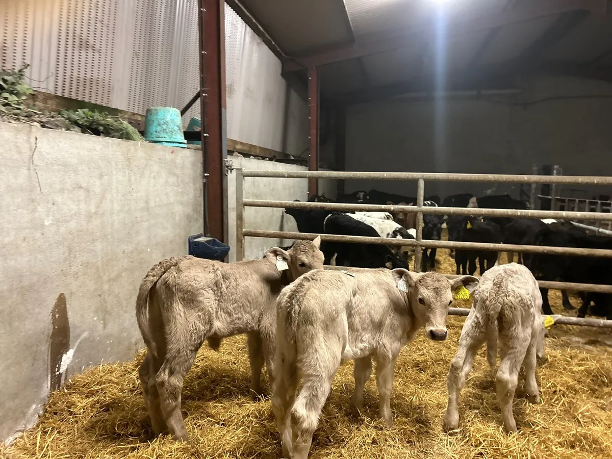 3 super strong charlaois heifer calf’s - Image 3