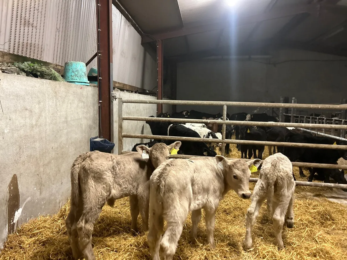 3 super strong charlaois heifer calf’s - Image 4