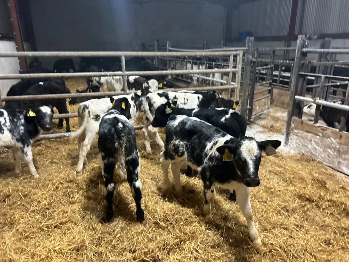 8 super Belgian blue strong heifer calf’s - Image 1