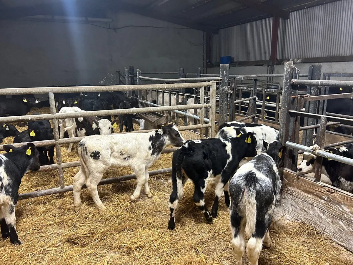8 super Belgian blue strong heifer calf’s - Image 2