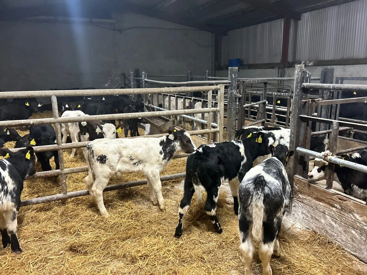 8 super Belgian blue strong heifer calf’s - Image 4