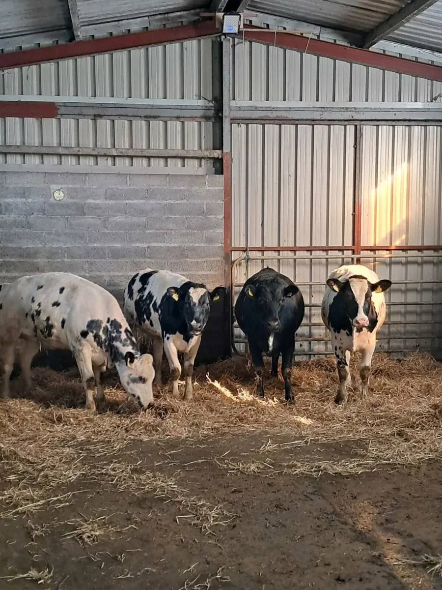 4 Super heifers for GVM mart tullamore 14th april - Image 1