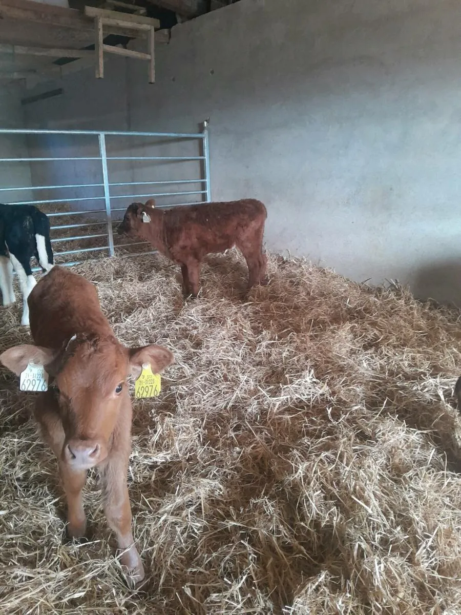 For sale six heifer  calves - Image 1