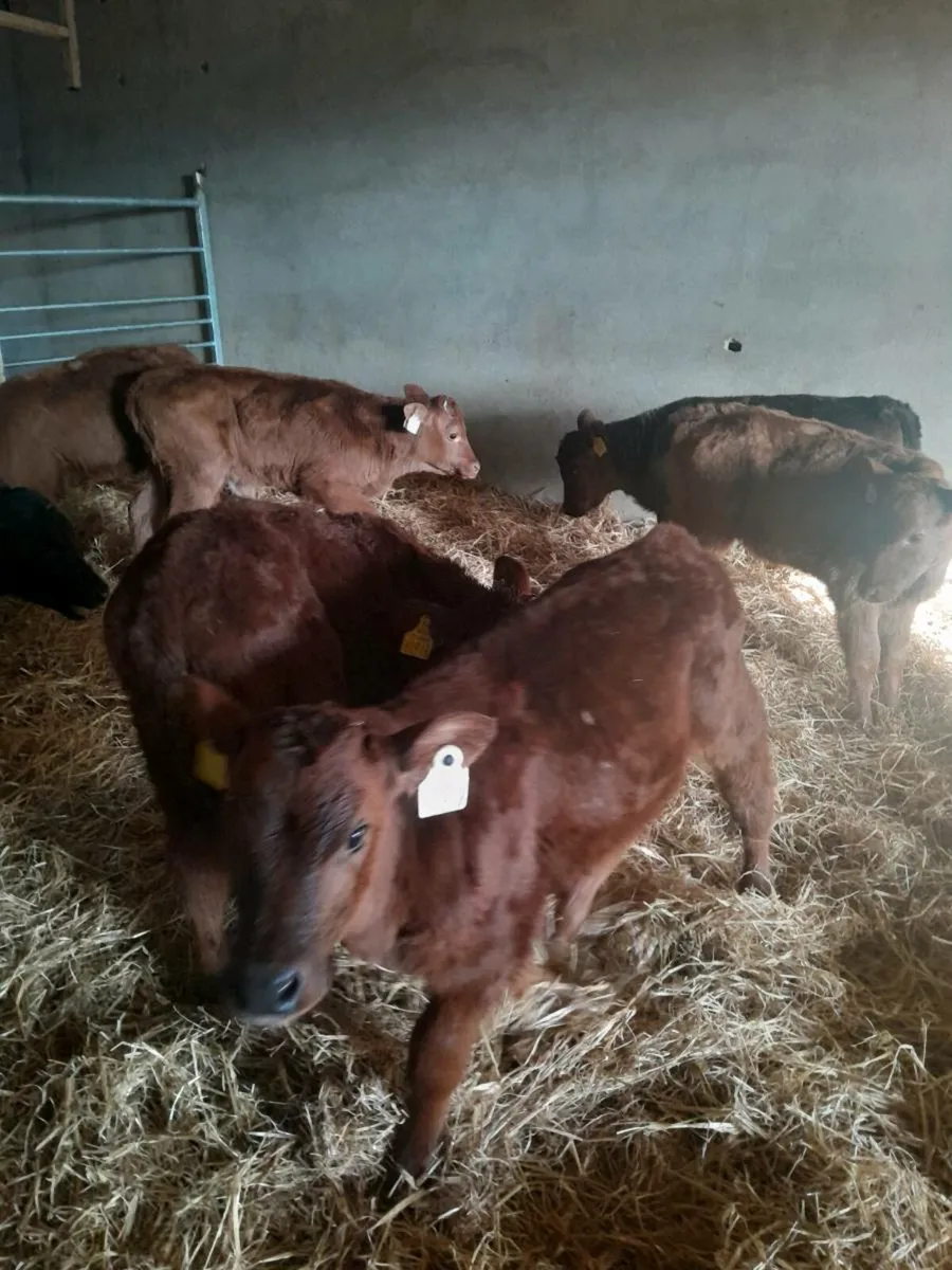 For sale six heifer  calves - Image 2