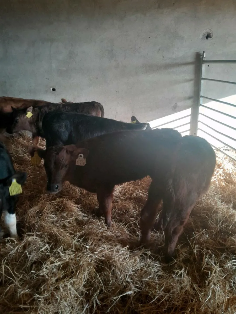 For sale six heifer  calves - Image 3