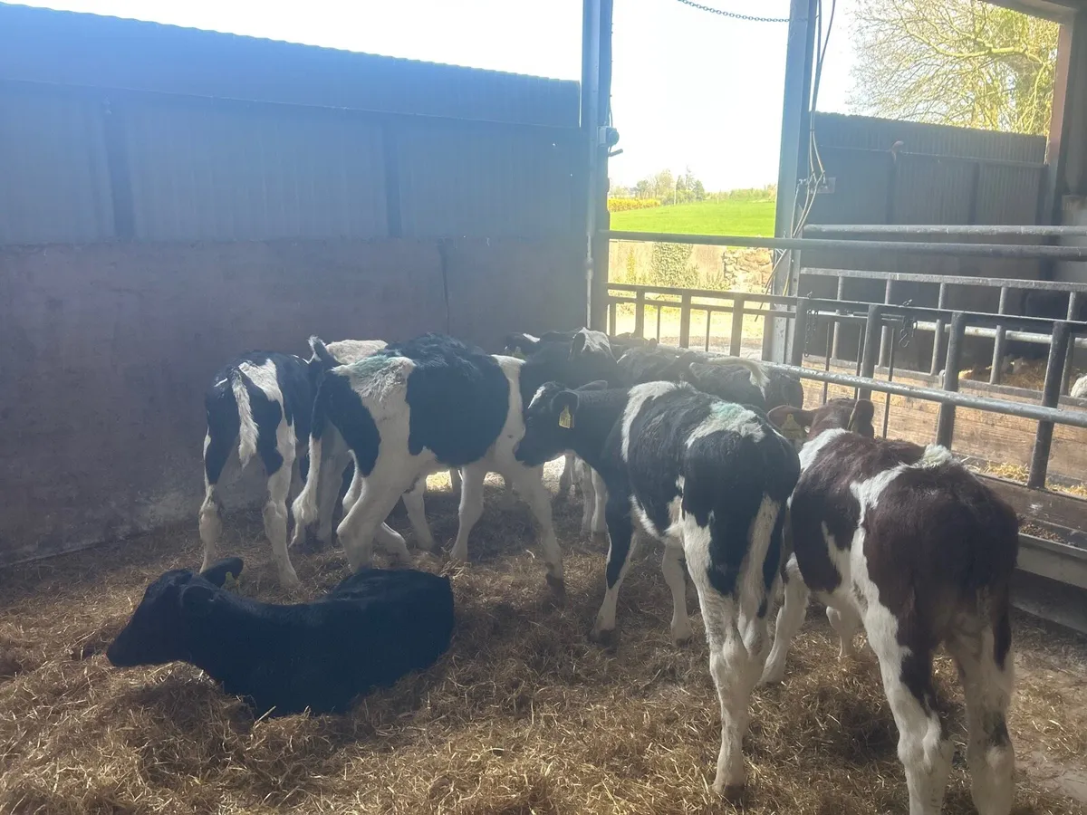 12 super  reared British Frisian bulls - Image 1