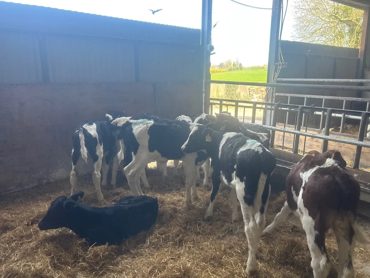 12 super  reared British Frisian bulls - Image 2