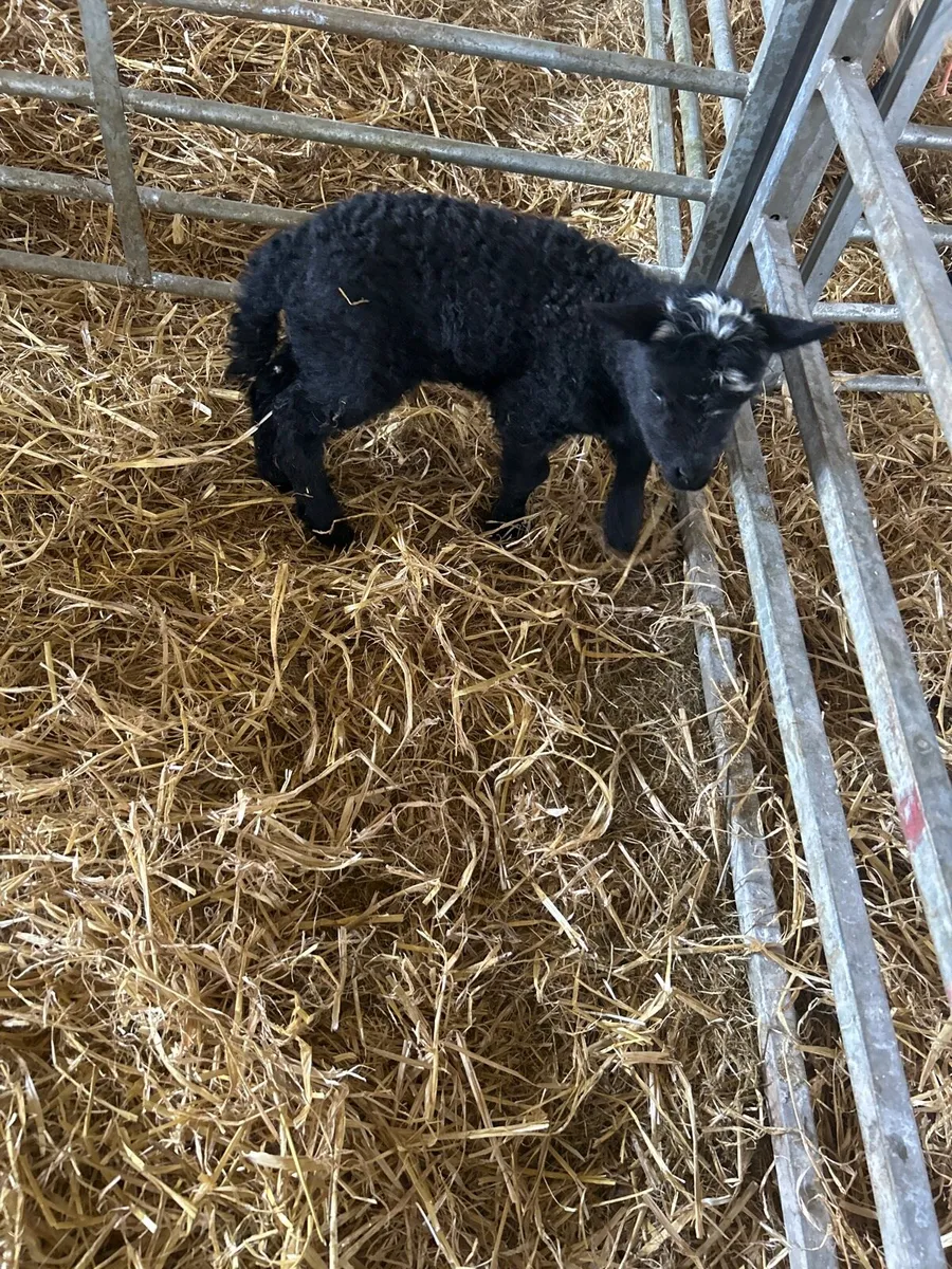 Pet/ foster lambs - Image 2